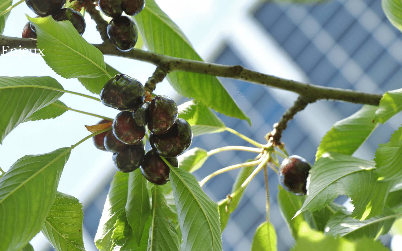 Can Agrivoltaics Help Farmers Face Climate Change? - DirectIndustry e ...