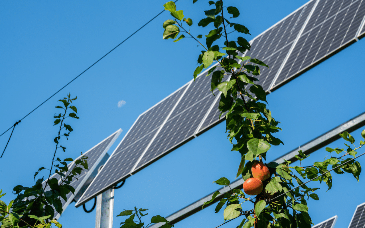 Can Agrivoltaics Help Farmers Face Climate Change? - DirectIndustry e ...