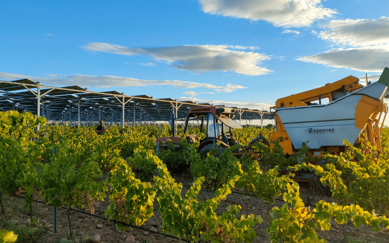Can Agrivoltaics Help Farmers Face Climate Change? - DirectIndustry e ...