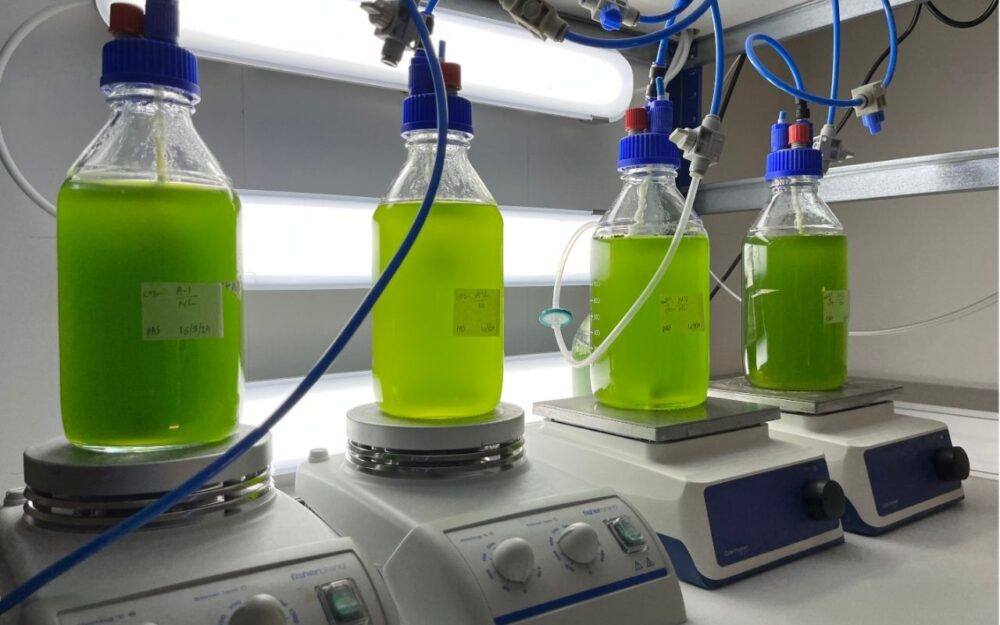 Algae Cultivation Dublin (K-Jung)