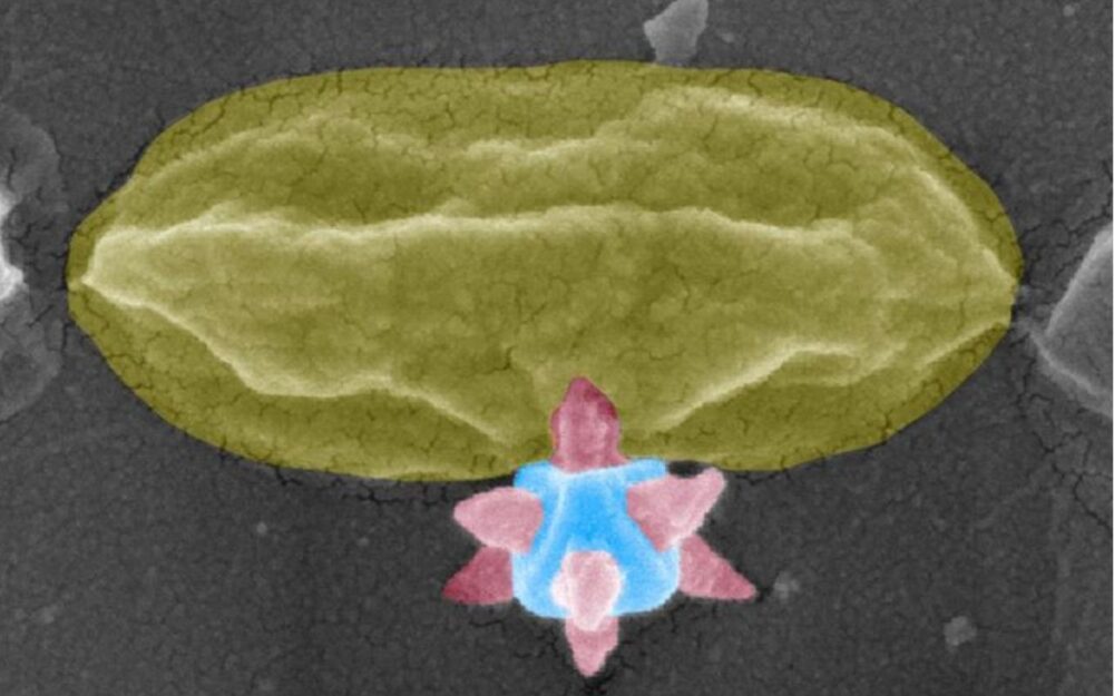 A Nobel-Winning Material Gets a New Mission: Mechanically Killing Bacteria on Surfaces