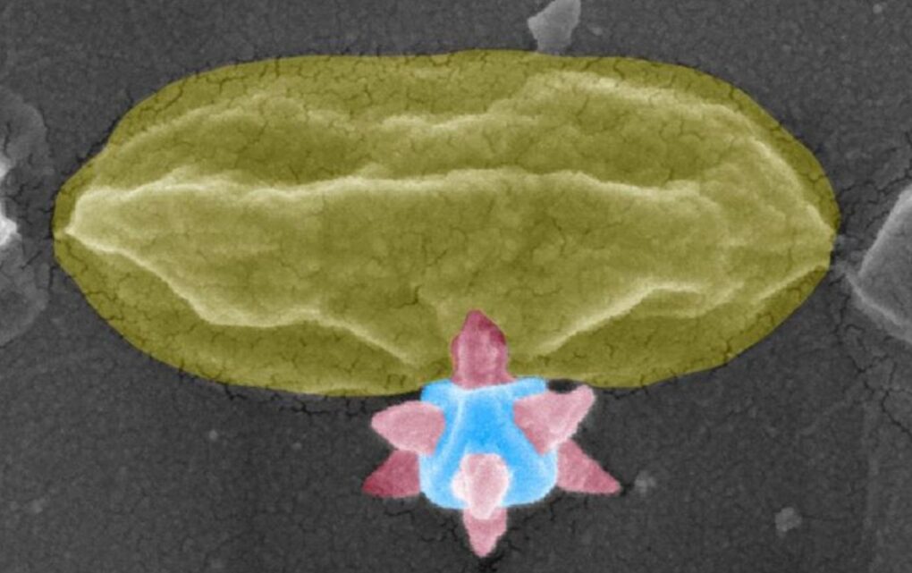 Image A Nobel-Winning Material Gets a New Mission: Mechanically Killing Bacteria on Surfaces