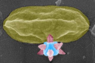 Image A Nobel-Winning Material Gets a New Mission: Mechanically Killing Bacteria on Surfaces