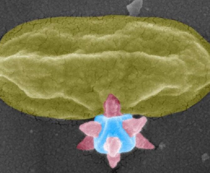 Image A Nobel-Winning Material Gets a New Mission: Mechanically Killing Bacteria on Surfaces