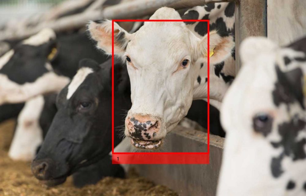 Image AI, Machine Vision, 3D Cameras: Livestock Farming is Turning to New Tech