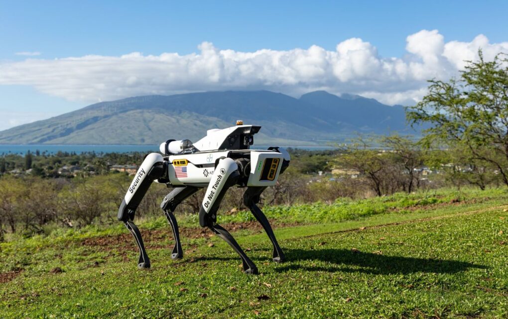 Image Robotic Dogs Now on Patrol Guarding Valuable Corn Crops