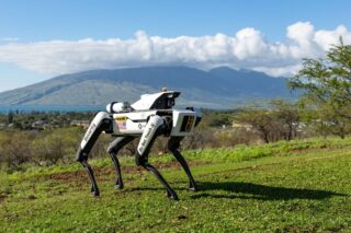 Image Robotic Dogs Now on Patrol Guarding Valuable Corn Crops