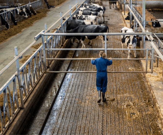 Image EuroTier Launchpad for New Technology to Help Dairy Farmers