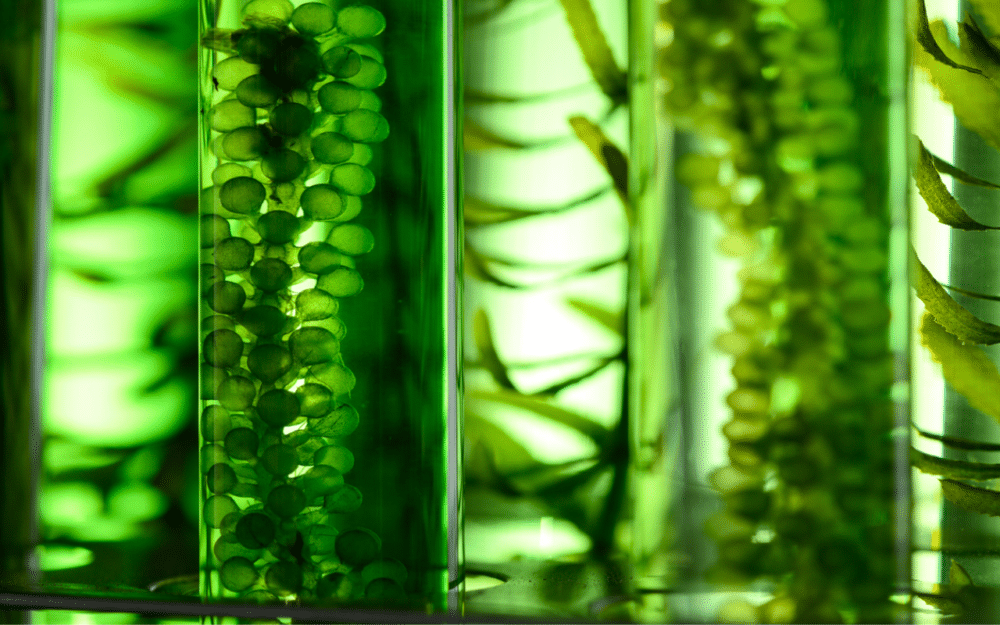 Can Green Algae Power the Future of Flight? Europe’s Push for Cleaner Skies