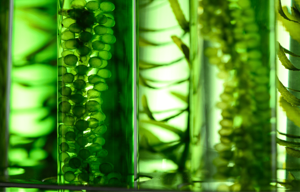 Image Can Green Algae Power the Future of Flight? Europe’s Push for Cleaner Skies
