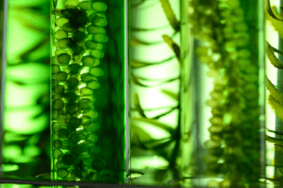 Image Can Green Algae Power the Future of Flight? Europe’s Push for Cleaner Skies