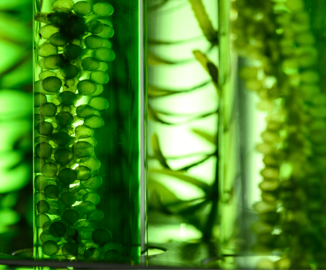 Image Can Green Algae Power the Future of Flight? Europe’s Push for Cleaner Skies