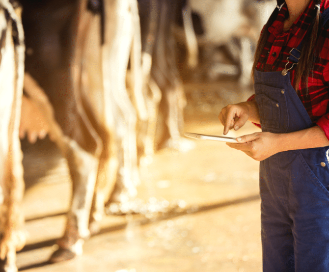 Image New AI Tech Helps Farmers Monitor Health and Welfare of Cattle