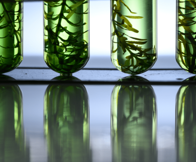 Image Plastics & Gypsum Recycling, SAF from Algae, Marine Biology Innovations: Industrial Breakthroughs for a Greener Future