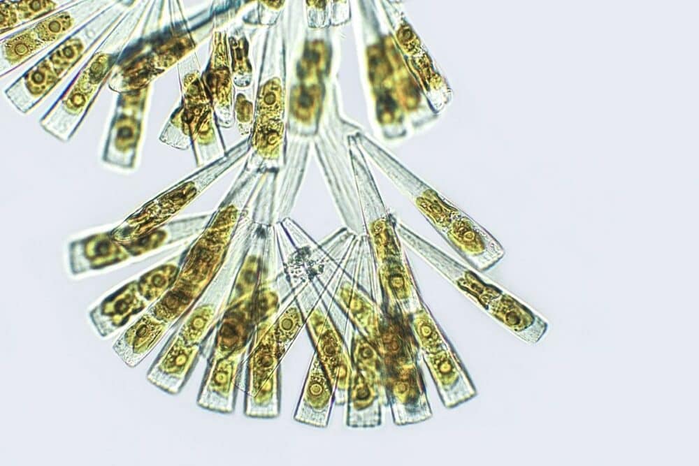 Researchers Are Using Marine Microbes to Make Industrial Processes More Sustainable