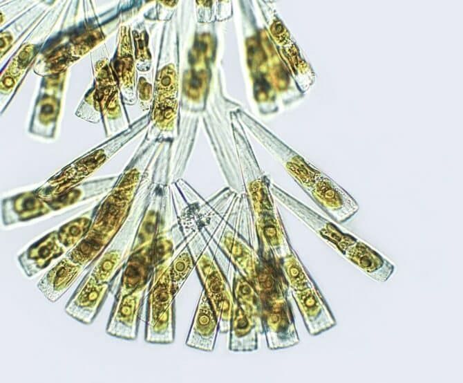 Image Researchers Are Using Marine Microbes to Make Industrial Processes More Sustainable