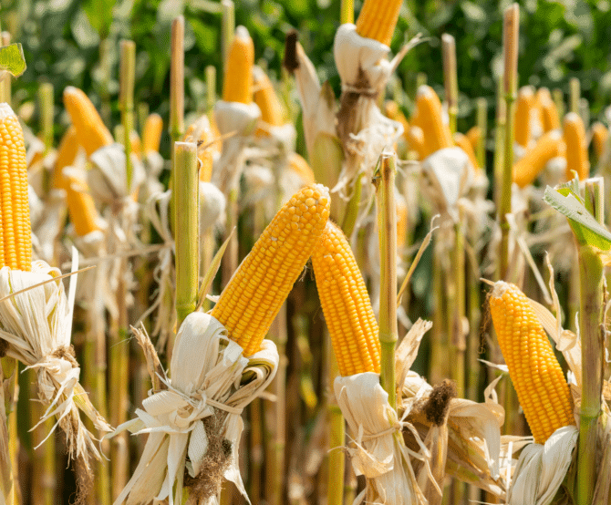 Image Elicit Plant’s Drive to Empower Farmers Against Water Shortages