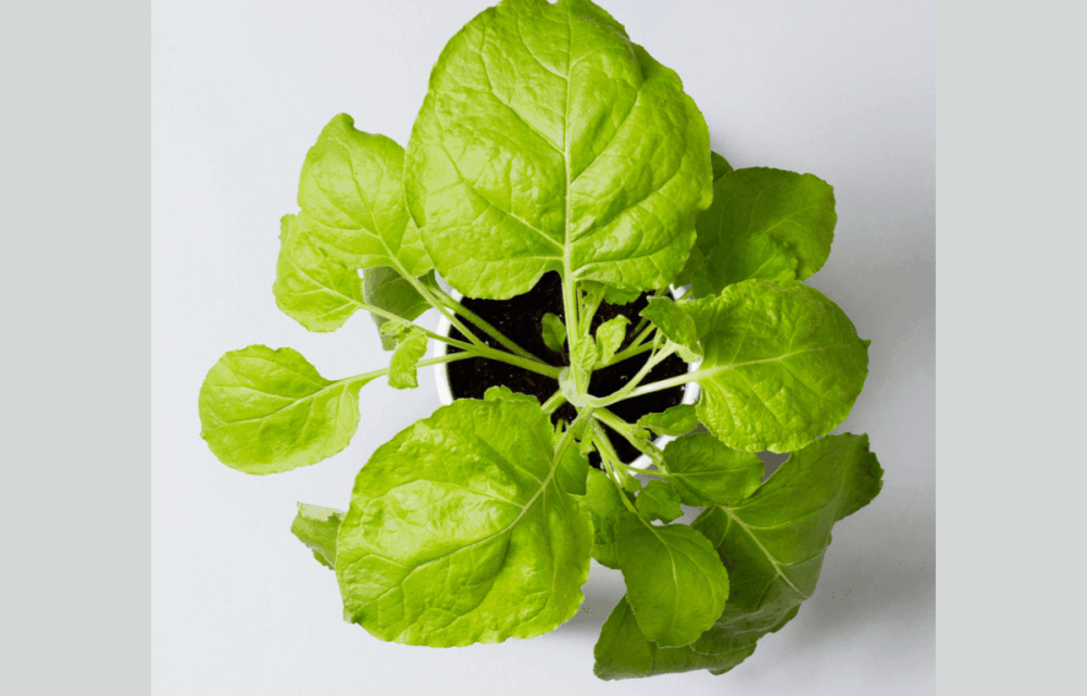 Image Aramis Biotechnologies: Cultivating the Future of Vaccines Through Plant-Based Innovation