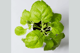 Image Aramis Biotechnologies: Cultivating the Future of Vaccines Through Plant-Based Innovation