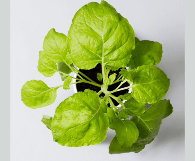 Image Aramis Biotechnologies: Cultivating the Future of Vaccines Through Plant-Based Innovation