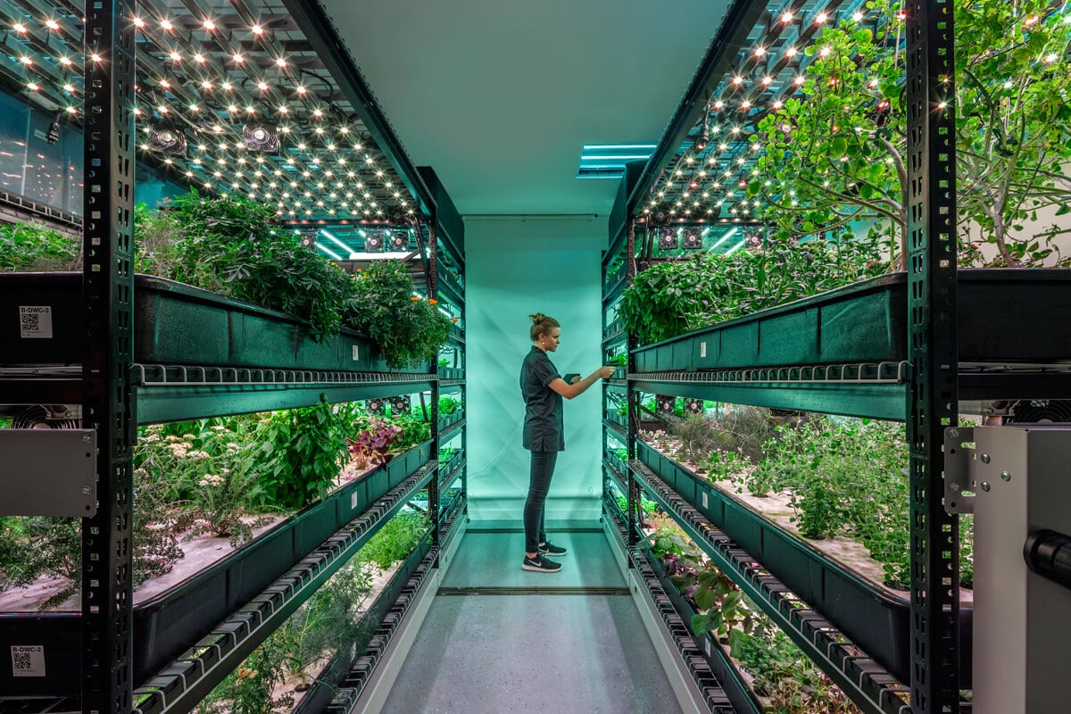 Urban Farming: Strategies for a Greener Future