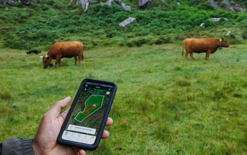 Image Livestock Farmers Syncing in with Virtual Fencing Technology