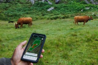 Image Livestock Farmers Syncing in with Virtual Fencing Technology