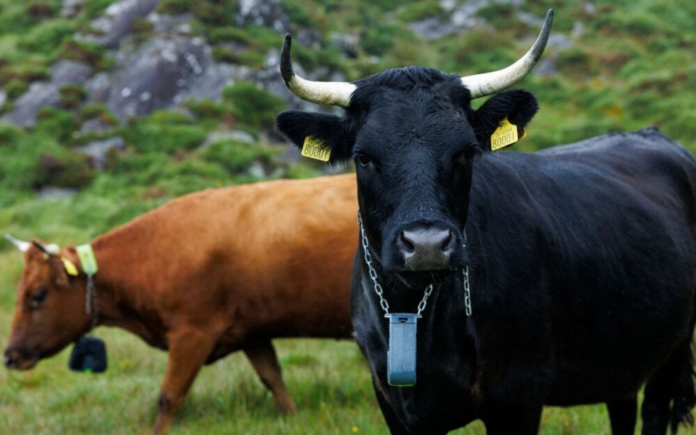 Virtual Fencing Cattle