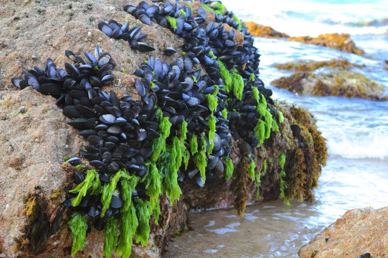 A French Start-up Transforms Mussel Byssus into Textile Material ...