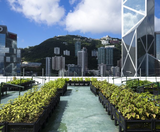 Image Cities are Turning to Rooftop Farming