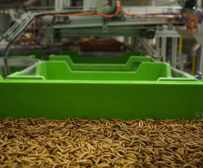Image Farming Insects Gains Ground as Demand for Protein Escalates